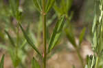 Wing-angle loosestrife